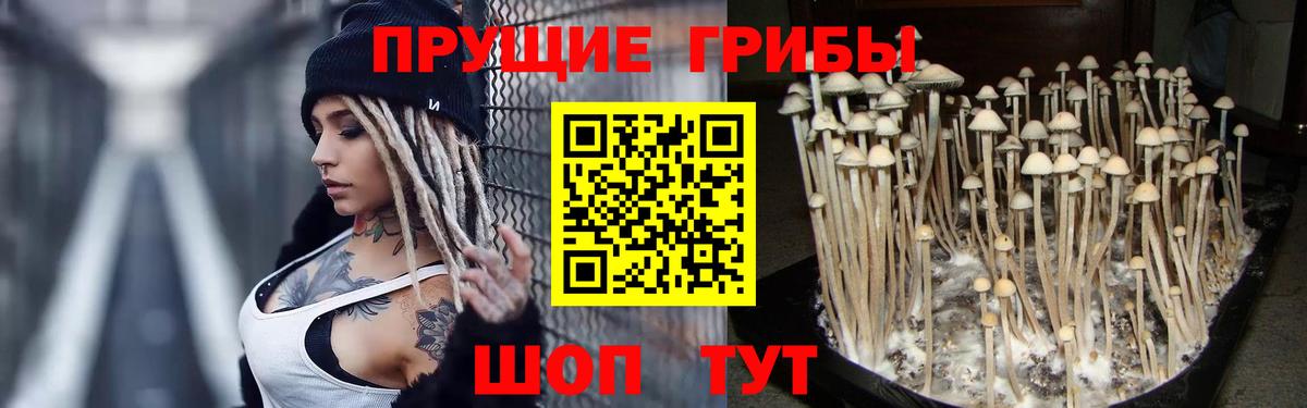 Псилоцибиновые грибы Cubensis Тутаев